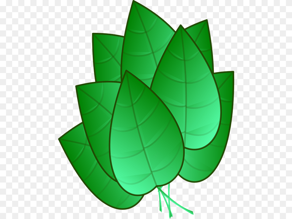 Green Leaves Clipart Tobacco Leaf Folhas Verdes Em Desenho, Plant, Herbal, Herbs Free Transparent Png