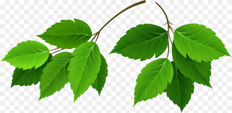 Green Leaves Clipart Transparent Leaf, Plant, Tree Png Image