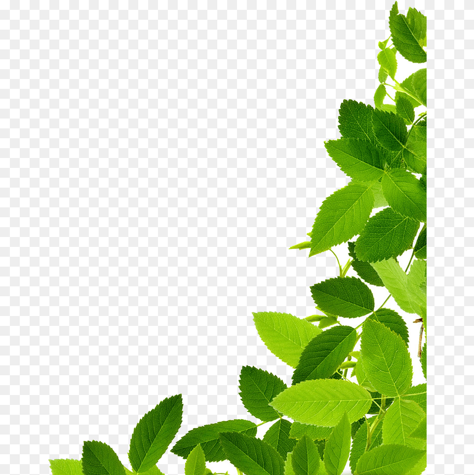 Green Leaves Download Image Leaves Clipart Maryruth Organics Vegan Vitamin D3 Gummy Plant Based, Herbal, Herbs, Leaf, Tree Free Transparent Png