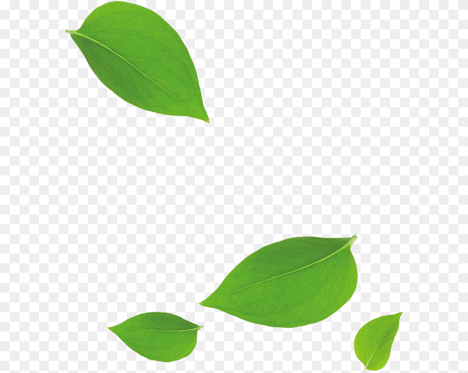 Green Leaves Falling Down Cartoons Green Leaf Falling Down, Plant Free Png Download