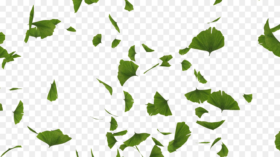 Green Leaves Falling Herbal, Herbs, Leaf, Plant Free Transparent Png