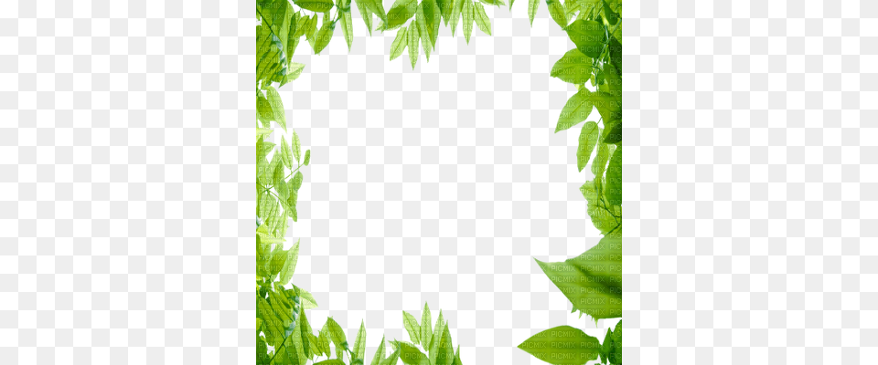 Green Leaves Frame Fr Cadre Feuille De Chene, Fern, Leaf, Plant, Vegetation Free Transparent Png