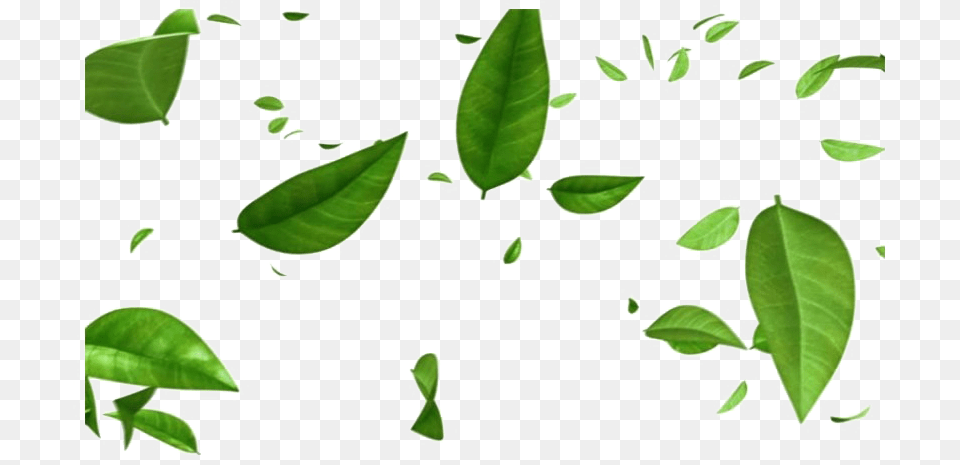 Green Leaves Free Transparent Background Leaves, Leaf, Plant, Herbal, Herbs Png Image