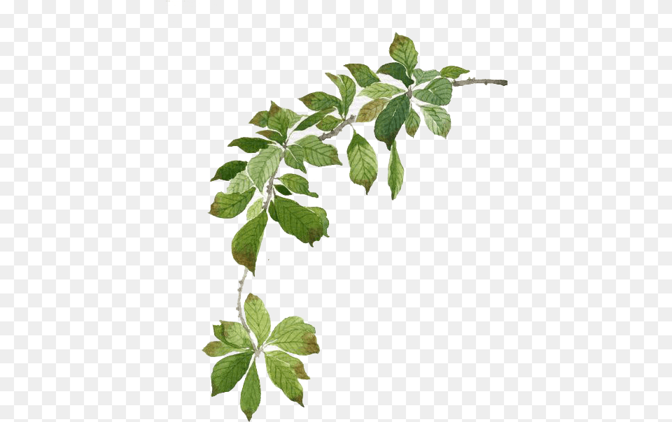 Green Leaves Illustration Watercolor Green Leaf Watercolor, Herbs, Mint, Plant, Annonaceae Free Transparent Png