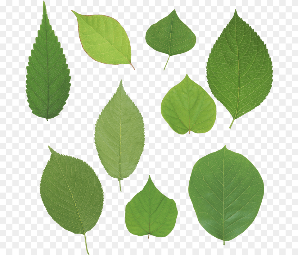 Green Leaves Leaf, Plant Png Image