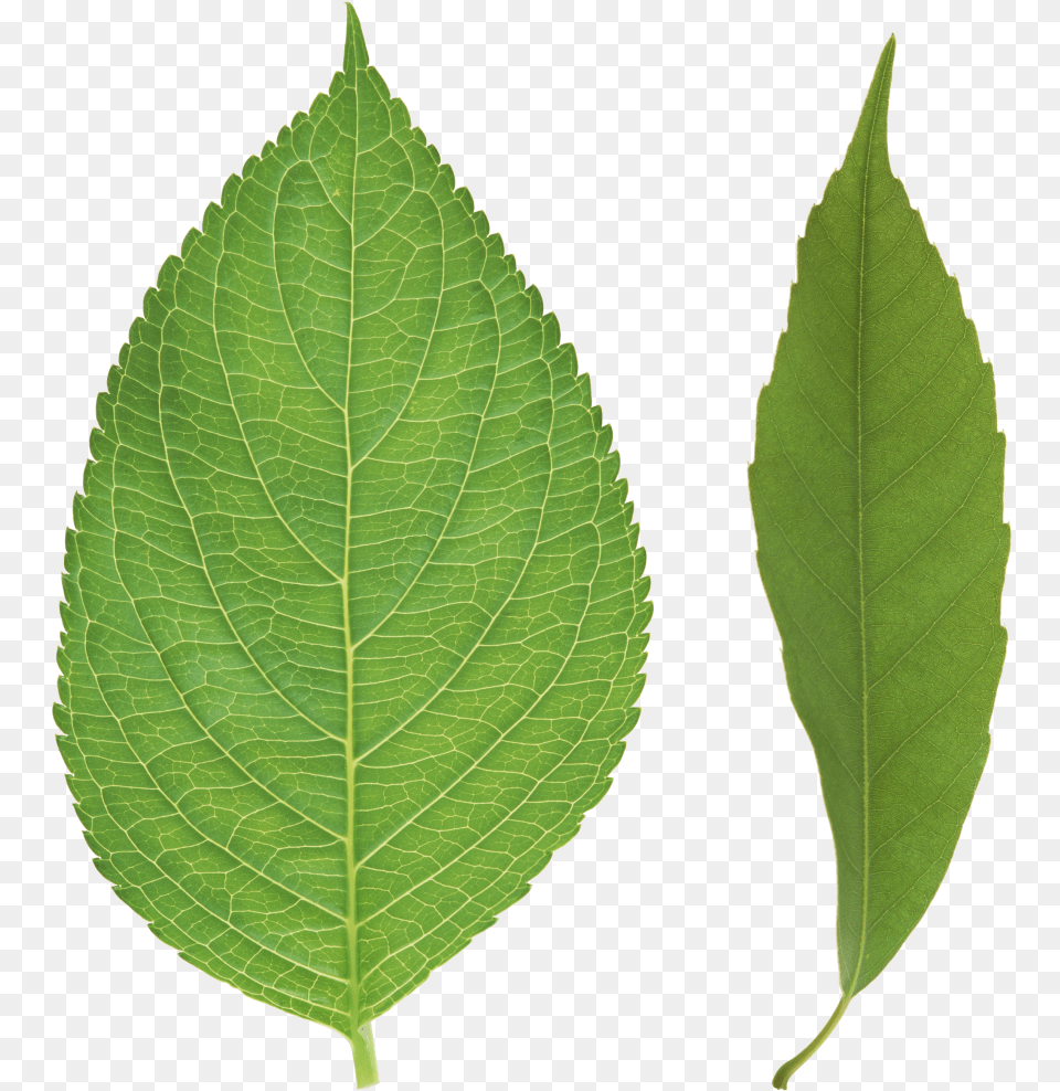 Green Leaves Image, Leaf, Plant Free Transparent Png