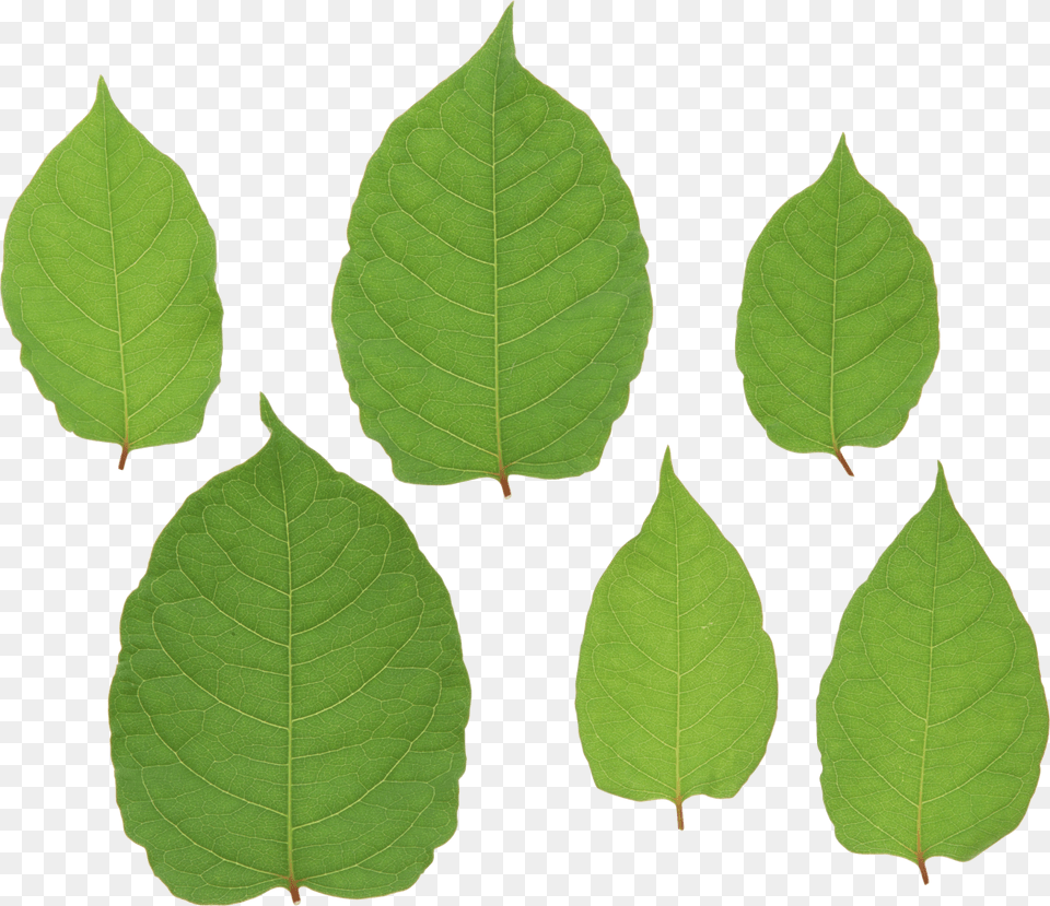 Green Leaves Image, Leaf, Plant Free Png