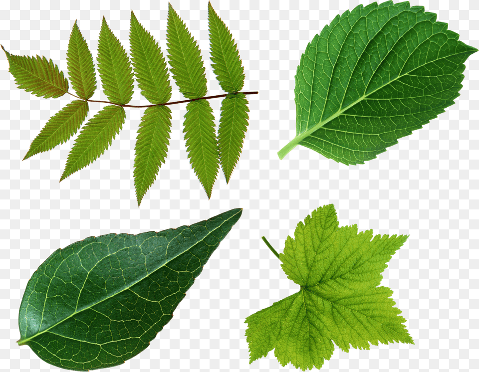 Green Leaves Green Leave, Leaf, Plant, Herbal, Herbs Png Image