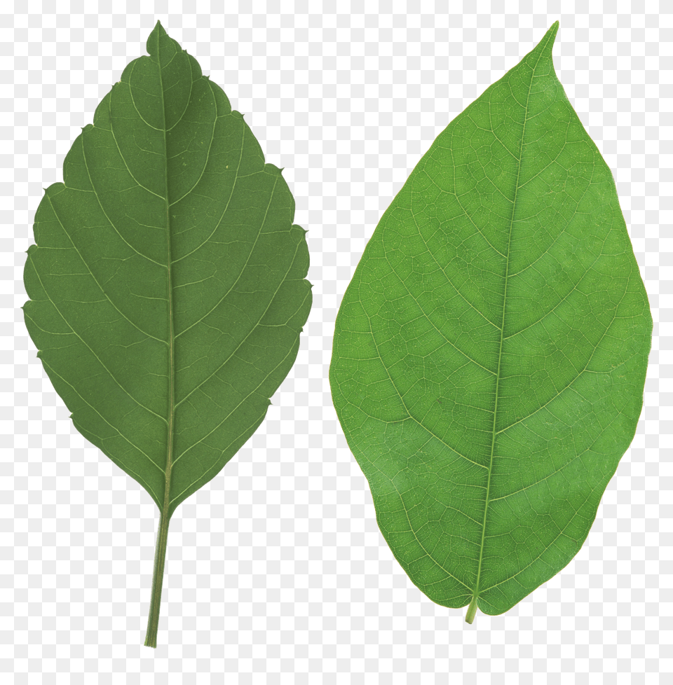 Green Leaves Image Leaf Png