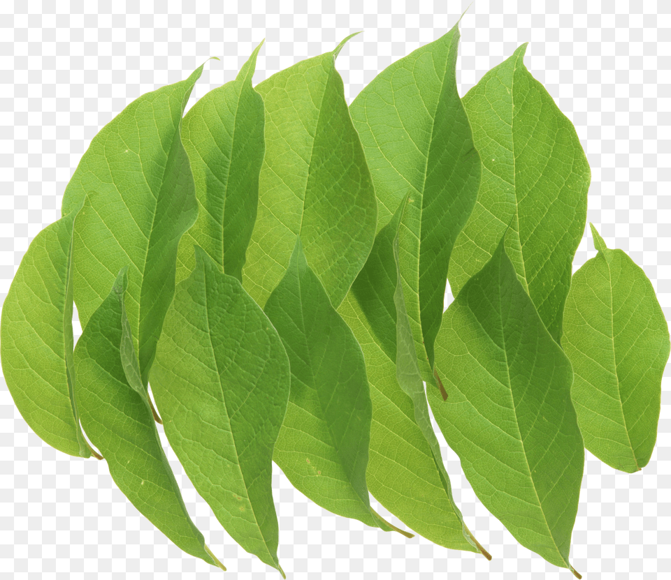 Green Leaves Portable Network Graphics Png Image