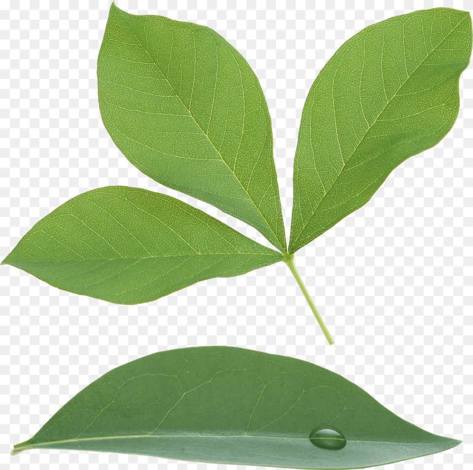 Green Leaves Image Portable Network Graphics, Leaf, Plant, Tree Free Png Download