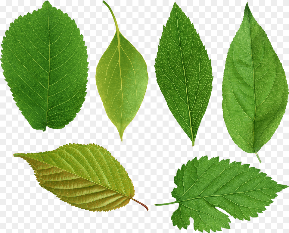 Green Leaves Purepng Cc0 Elm Tree Leaves, Leaf, Plant, Herbal, Herbs Png Image