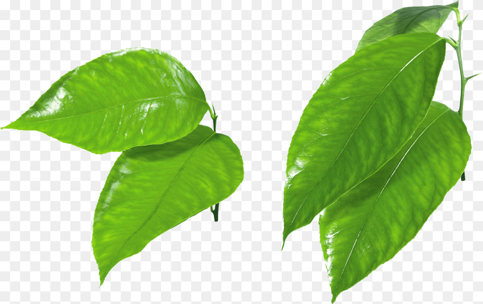 Green Leaves Image Purepng Free Transparent Cc0 Green Apple Slice, Leaf, Plant, Tree, Flower Png