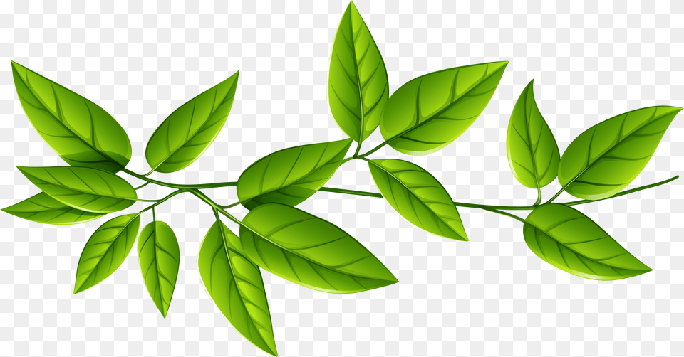 Green Leaves Transparent Transparent Background Leaves, Plant, Leaf, Herbs, Herbal Png Image