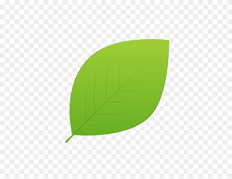 Green Leaves Images, Leaf, Plant Png