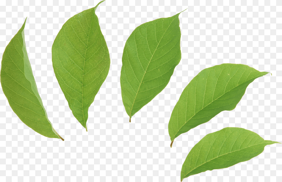 Green Leaves Images Pictures, Leaf, Plant, Tree Free Png Download