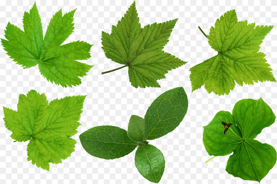 Green Leaves Images Leaves Cut Out Free Png Download