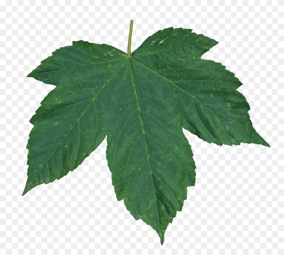 Green Leaves Images Pictures, Leaf, Plant, Tree, Maple Free Png Download