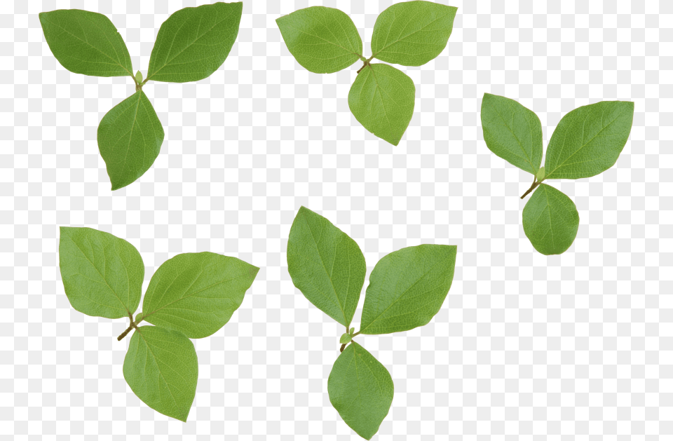 Green Leaves Images Transparent Leaf, Plant Free Png Download