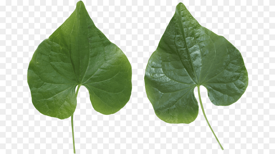Green Leaves Images Transparent Plant Leaves, Leaf, Flower Png Image