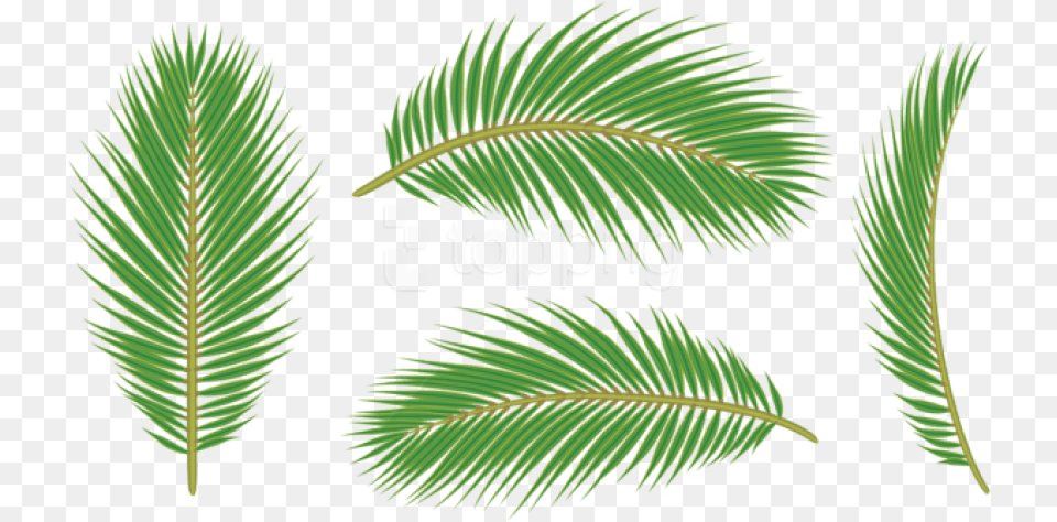 Green Leaves Of Palm, Vegetation, Tree, Leaf, Plant Free Png Download