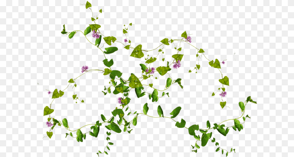 Green Leaves Pic Plants In Wall, Plant, Vine, Purple, Flower Png Image