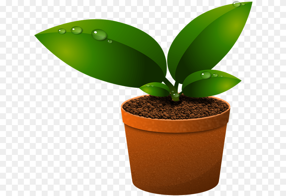 Green Leaves Plants Growth Foliage Vase Vegetation Components Of Ecosystem In Hindi, Leaf, Plant, Soil, Animal Png