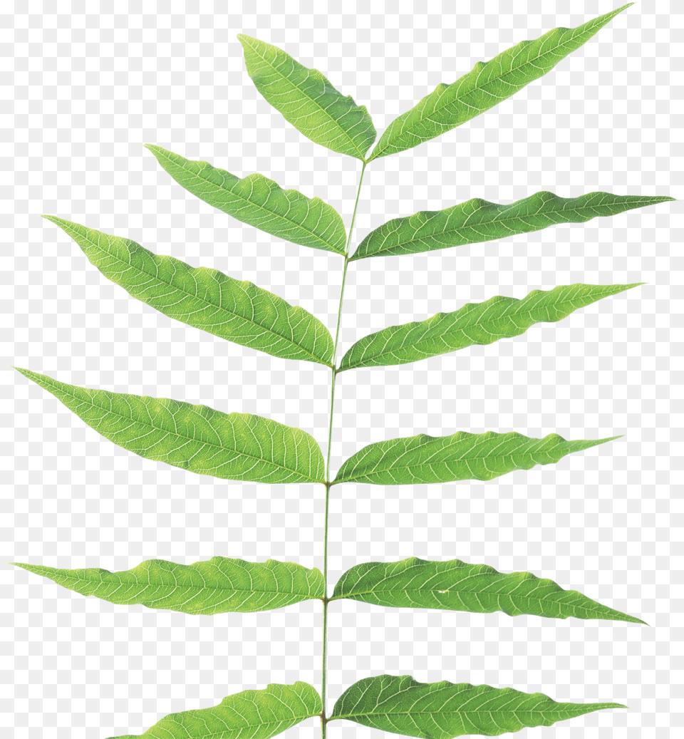 Green Leaves Stem And Leaf Plant, Fern Free Png