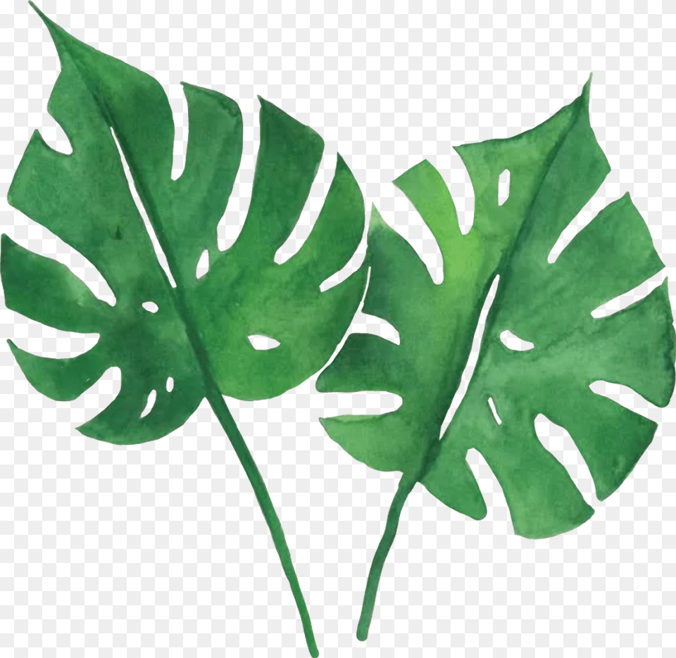 Green Leaves Sticker By Anna Tropical Green Leaves Printable, Leaf, Plant, Person Png Image