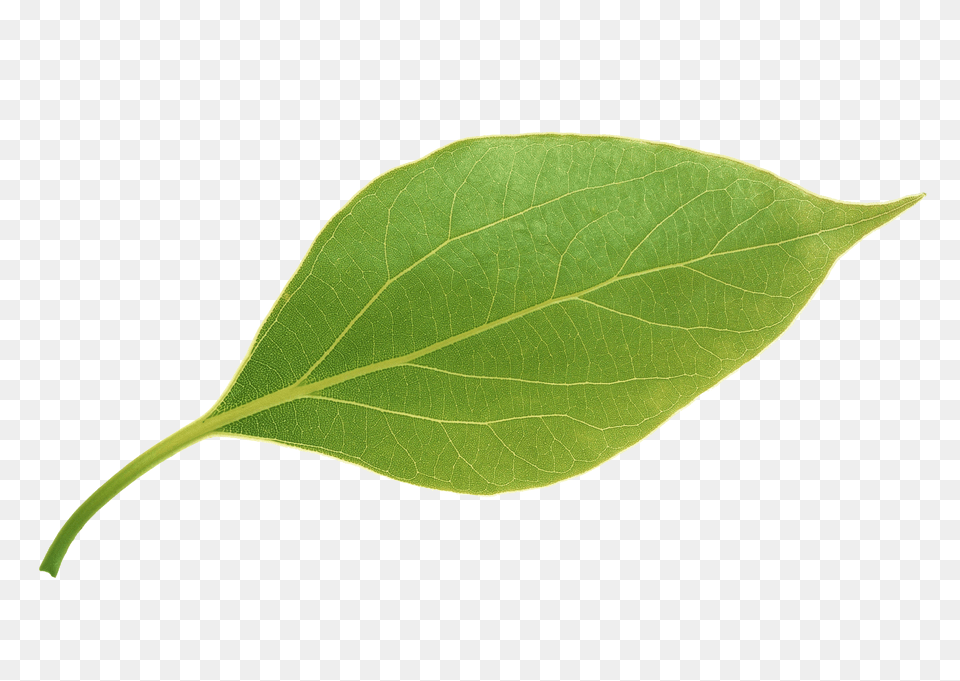 Green Leaves Background Green Leaf Background, Plant Free Transparent Png