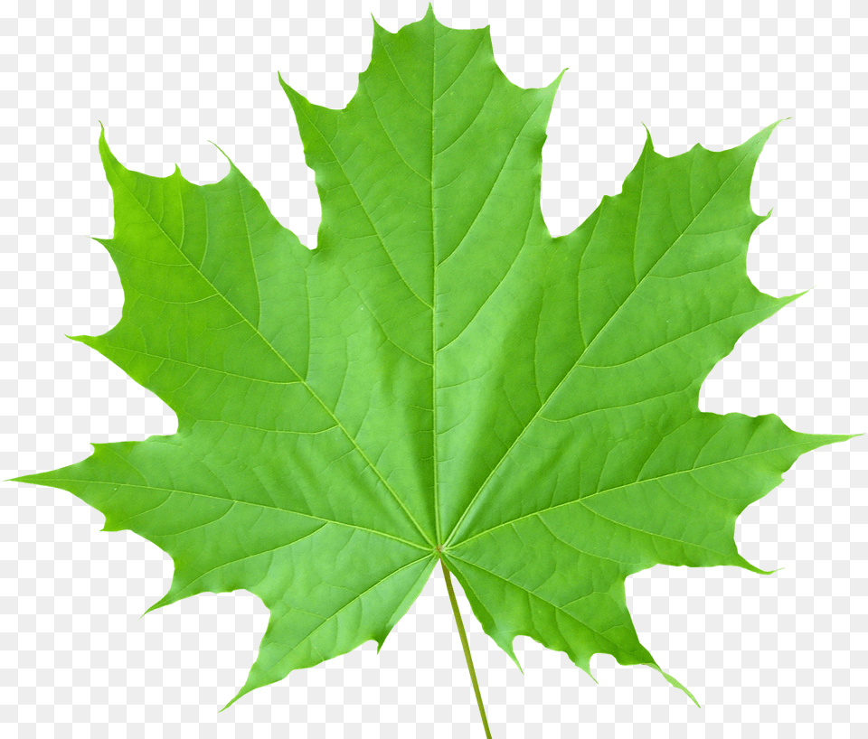 Green Leaves Transparent Background Green Maple Leaf, Plant, Tree, Maple Leaf Free Png Download