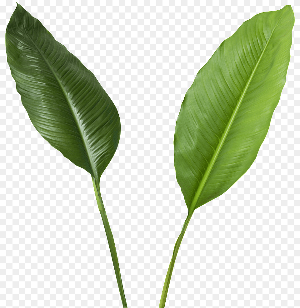 Green Leaves Transparent Banana Leaf High Resolution, Plant Free Png Download