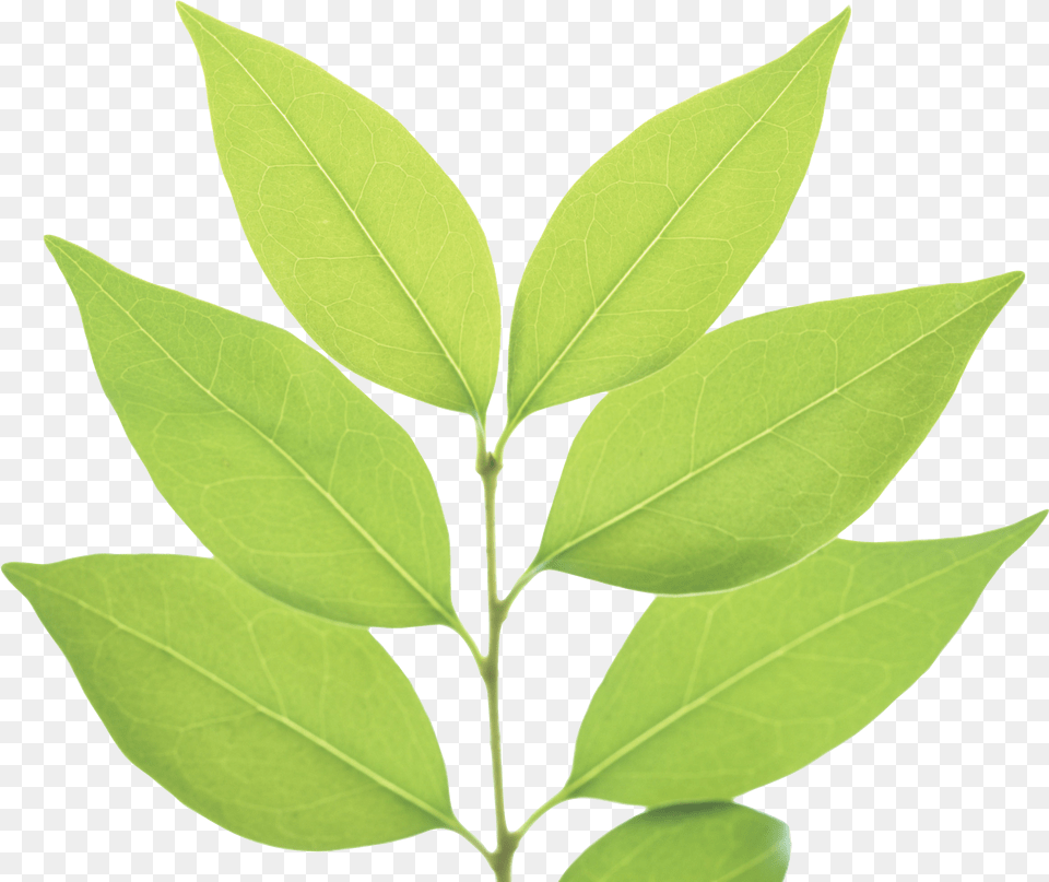 Green Leaves Transparent File Leaf With Transparent Background, Plant, Tree Png