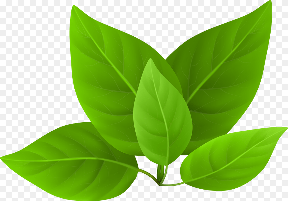 Green Leaves Transparent Image Green Leaves In, Logo, Badge, Symbol, Emblem Free Png Download