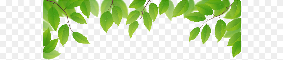 Green Leaves Transparent Image Leaves On White Background, Leaf, Plant, Tree, Herbal Free Png Download