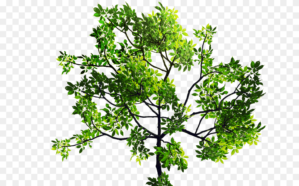 Green Leaves Tree Branch Stock Image Tree Leaves, Leaf, Plant, Oak, Sycamore Free Png