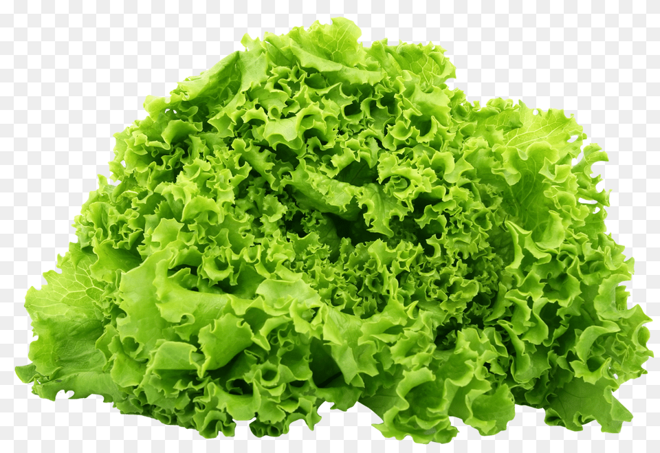 Green Lettuce Image, Food, Plant, Produce, Vegetable Free Png Download