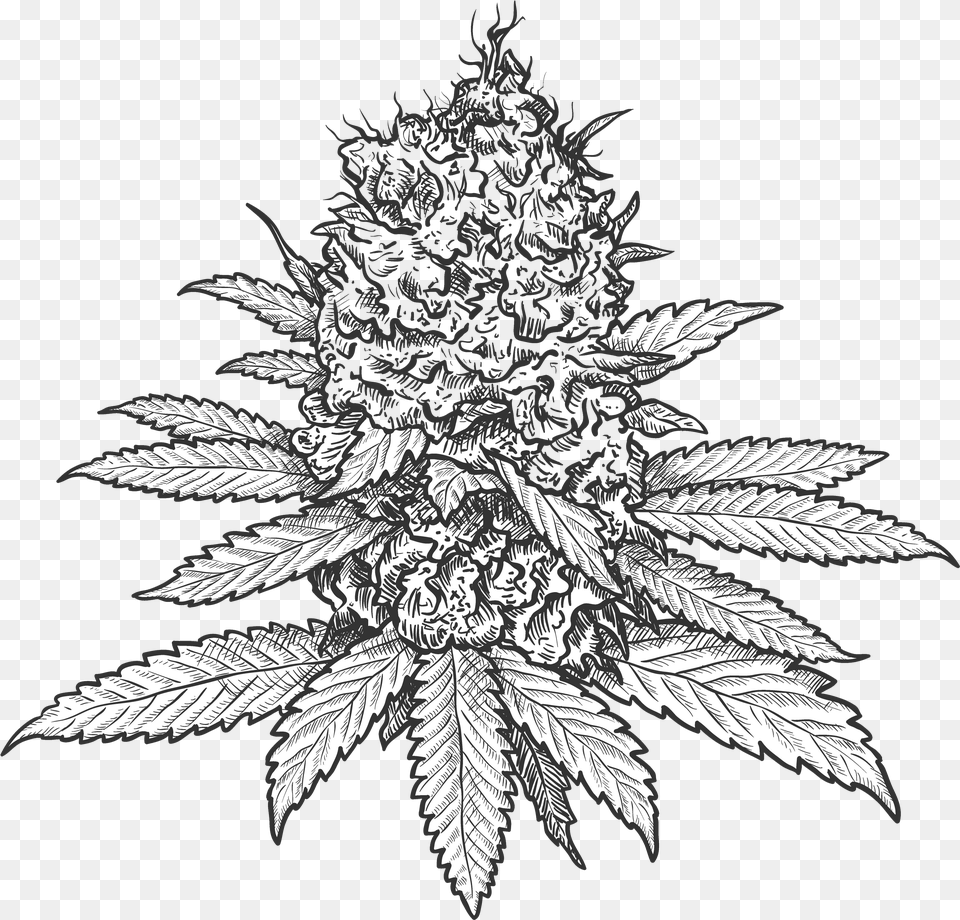 Green Life Cannabis Marijuana Flower Drawing, Plant, Art, Face, Head Png Image