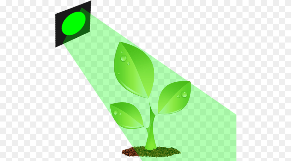 Green Light Plant, Leaf, Sprout, Bud, Flower Png Image