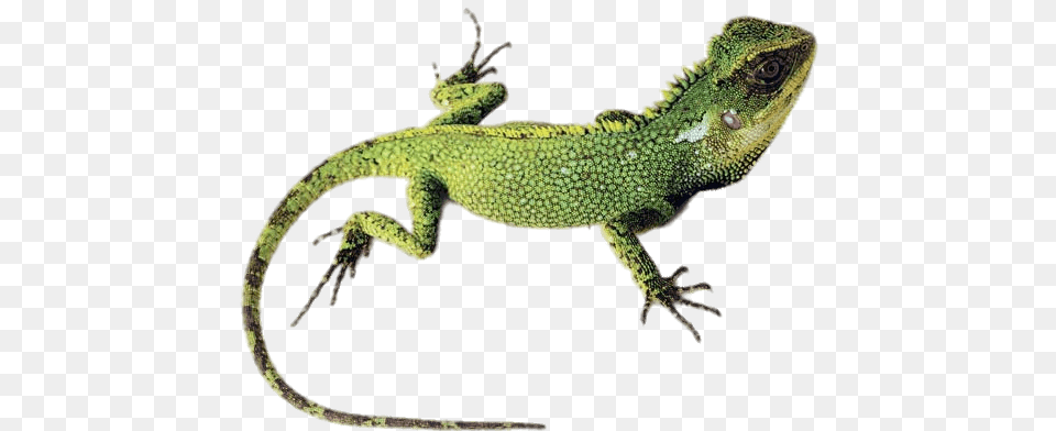 Green Lizard, Animal, Reptile, Iguana, Green Lizard Png Image