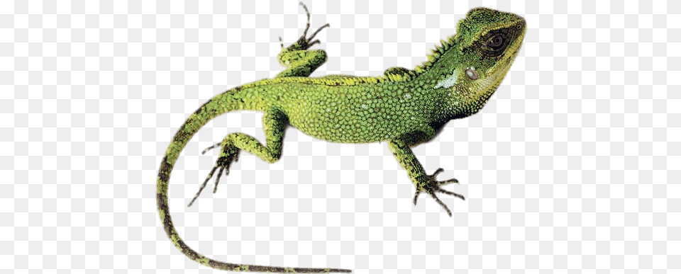 Green Lizard Transparent Enyalioides Altotambo, Animal, Reptile, Gecko, Green Lizard Free Png