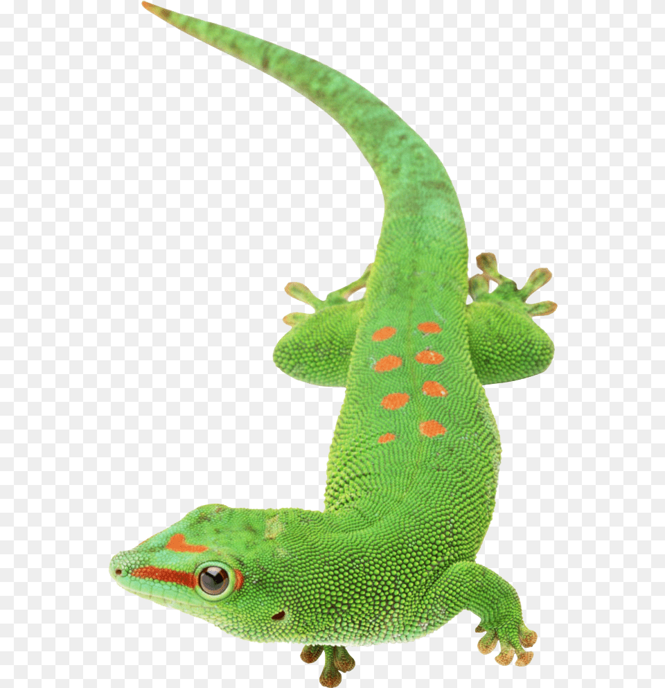 Green Lizard Van Der Waals Bindung, Animal, Gecko, Reptile, Green Lizard Free Transparent Png