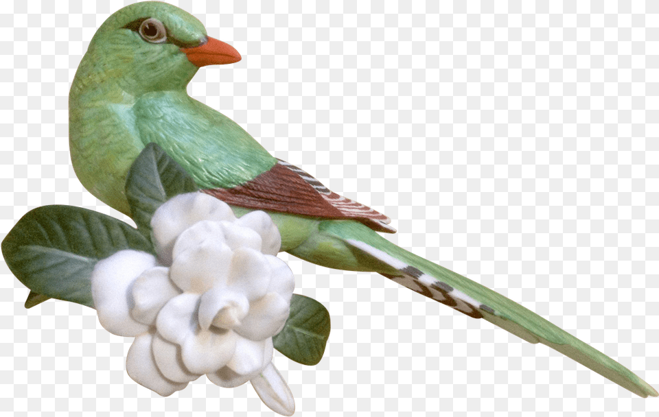 Green Magpie, Animal, Bird, Parakeet, Parrot Png Image