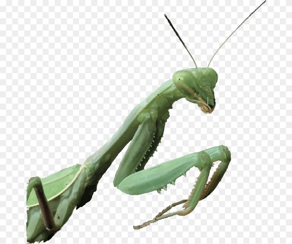 Green Mantis Group Home Mantidae, Animal, Insect, Invertebrate Free Png