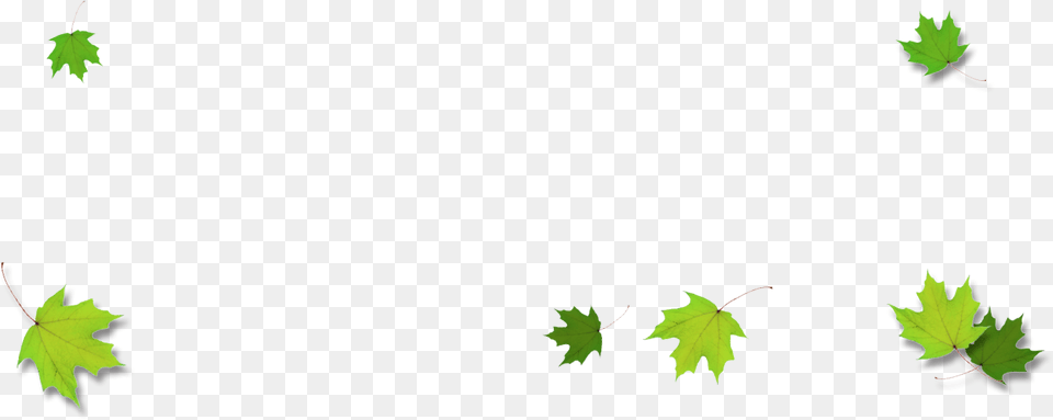Green Maple Leaf Border, Plant, Tree, Maple Leaf Free Png Download