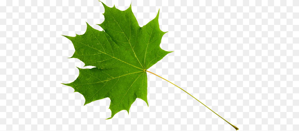 Green Maple Leaf Sugar Maple Leaf Stem, Plant, Tree, Maple Leaf Png Image