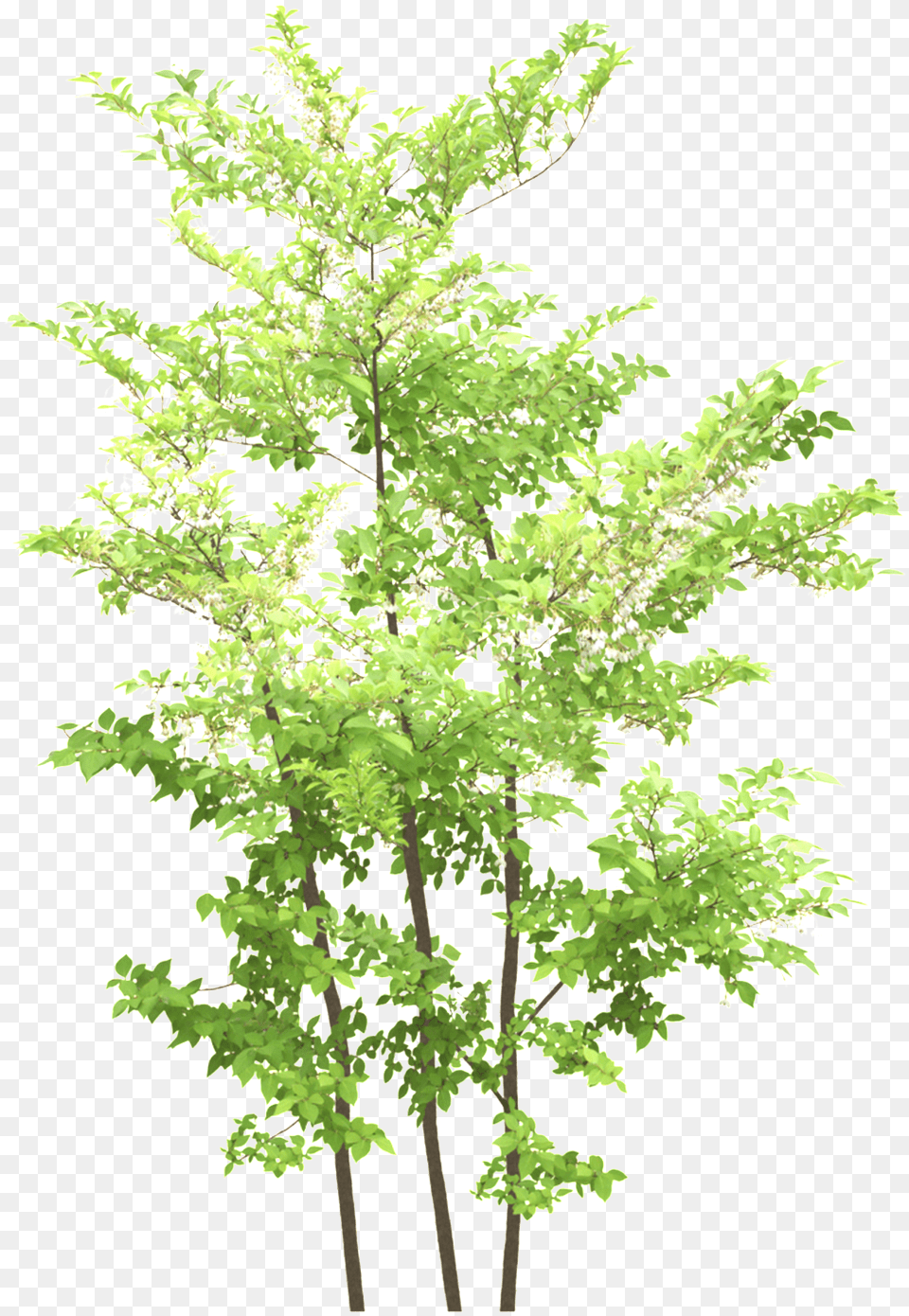 Green Maple Leaf Transparent Blue Flower Tree, Plant, Fern, Vegetation Png Image