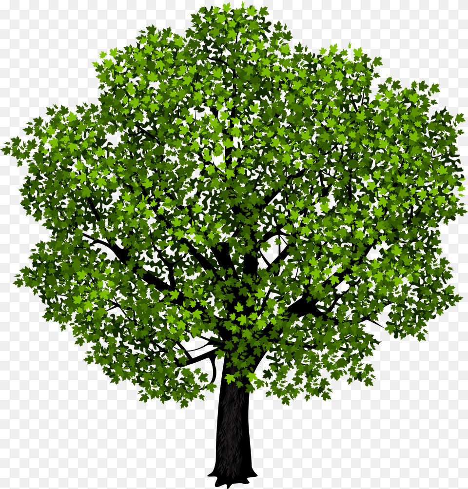 Green Maple Tree Picture Graphics Tree With White Background, Vegetation, Plant, Sycamore, Oak Free Png Download
