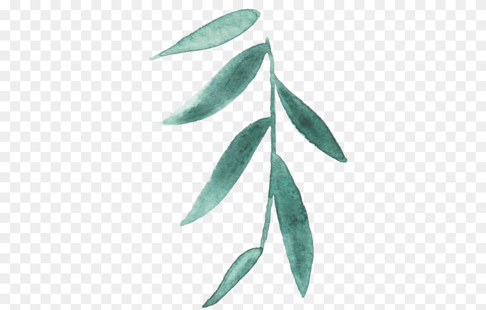 Green Minimal Leaf, Herbal, Herbs, Plant, Tree Png Image