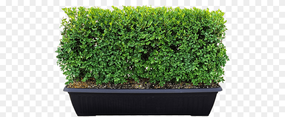 Green Mountain Boxwood Instanthedge Flowerpot, Fence, Hedge, Plant, Potted Plant Free Png